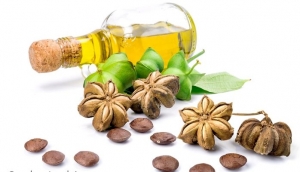 น้ำมันถั่วดาวอินคา สกัดเย็น 100% (Sasha Inchi Oil 100%)